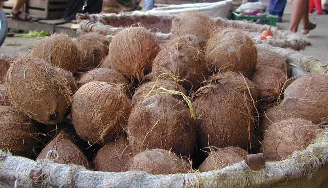 Cadena de valor del coco · Urabá